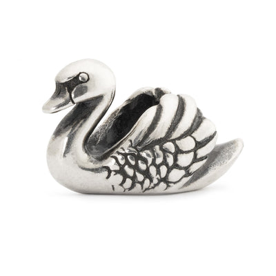 Cigno
